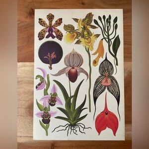 Botanical Art Print Nature Print Perfect for framing